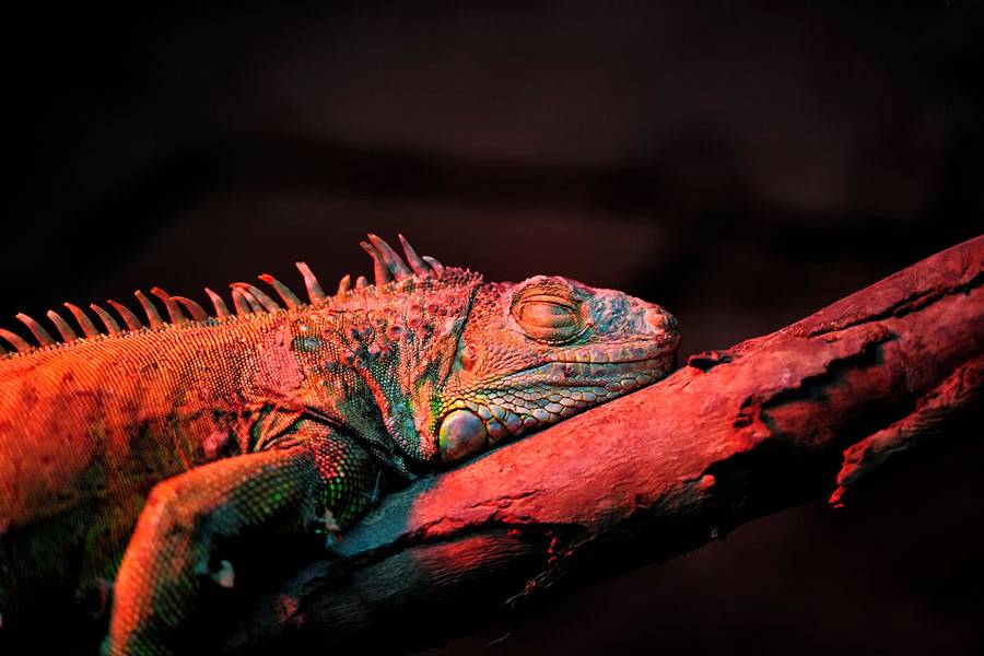 動(dòng)植物補(bǔ)光